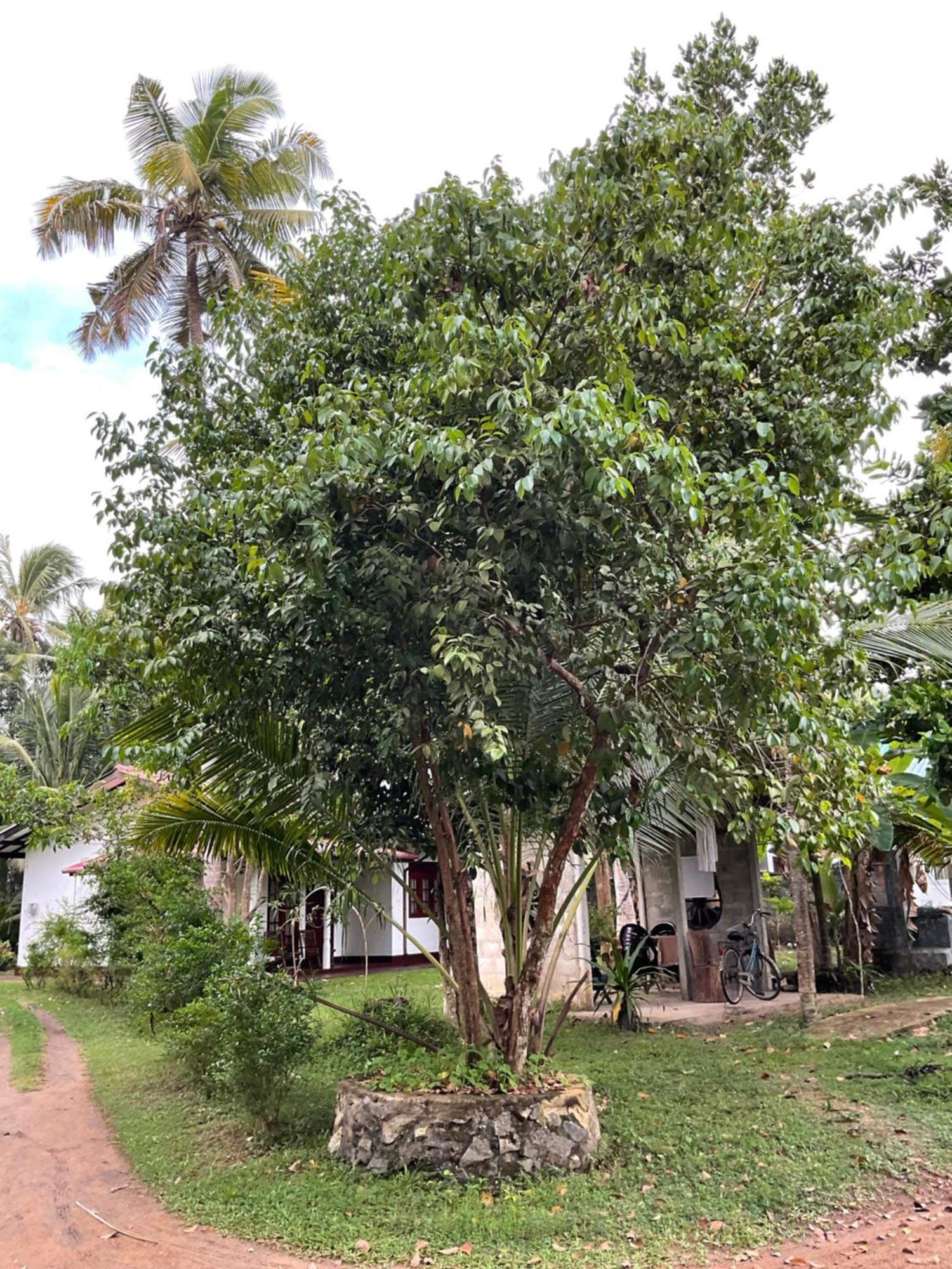 Bird Villa Galle Exterior photo